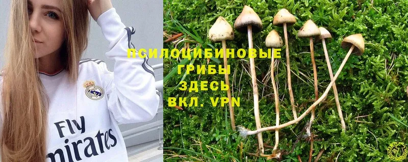 Галлюциногенные грибы Cubensis  Оса 